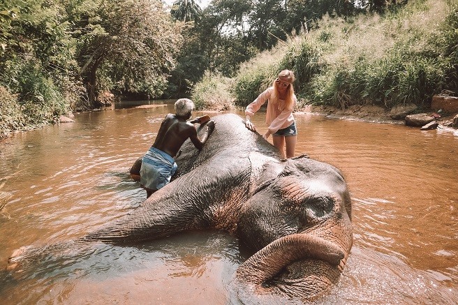 Elefanten waschen beim Elephant Freedom Project in Sri Lanka