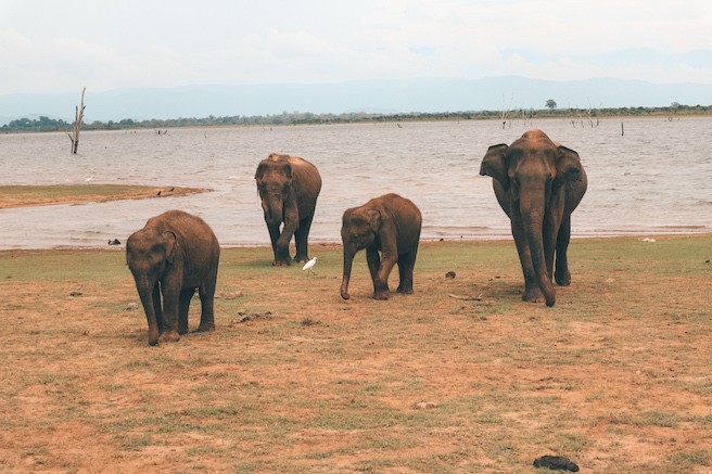 Elefantenherde im Nationalpark Udawalawe, Sri Lanka