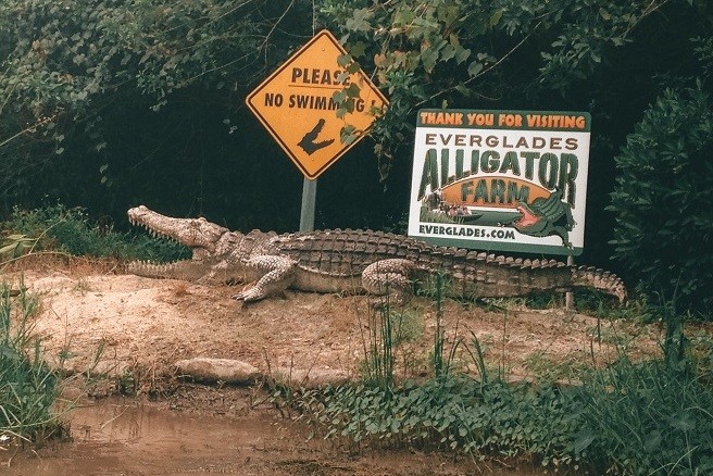 Everglades Alligator Farm in Miami, beliebte Aktivität in Florida