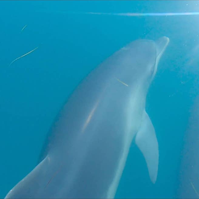 Delfine hautnah erleben beim Volunteer Projekt in Griechenland