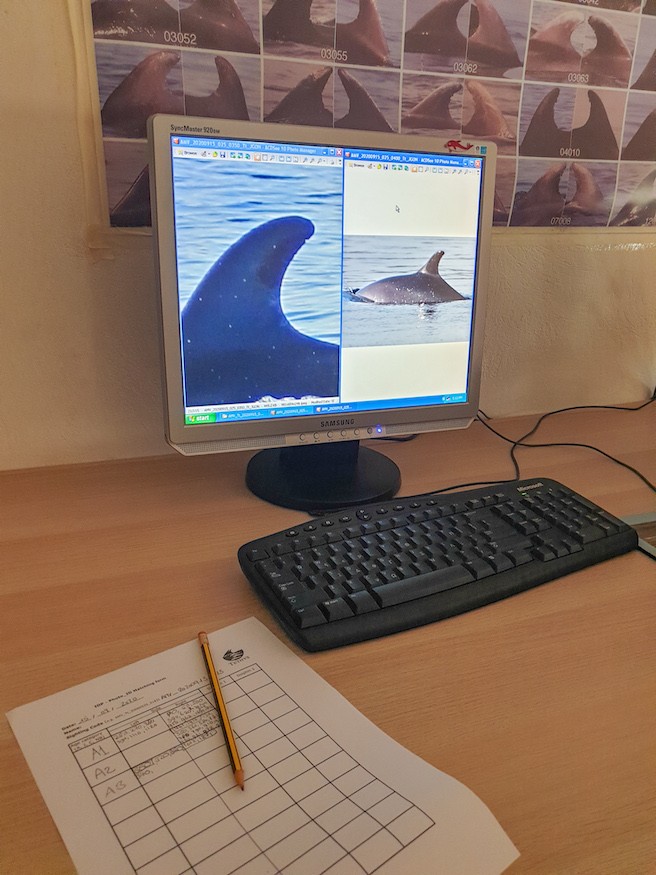 Delfin Fotoanalyse beim Volunteer Projekt